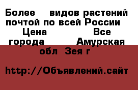 Более200 видов растений почтой по всей России › Цена ­ 100-500 - Все города  »    . Амурская обл.,Зея г.